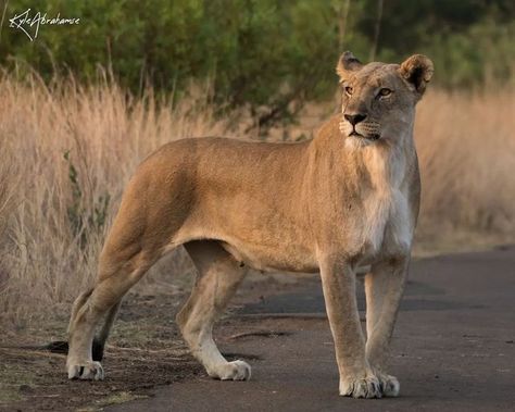 Lion Reference Poses, Lion Anatomy Reference, Feline Poses Reference, Big Cat Reference Photo, Lion Pose Reference, Art Reference Photos Animals, Lions Reference, Big Cat Reference, Big Cat Photography