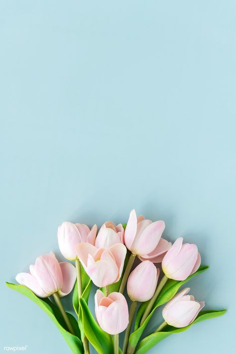 Pink tulip on blank blue background template | premium image by rawpixel.com / Ake Blue Background Template, Kunst Inspo, Pink Flowers Background, Tulips Arrangement, Siluete Umane, Flowers Background, Pink Tulip, Blue Tulips, Background Template