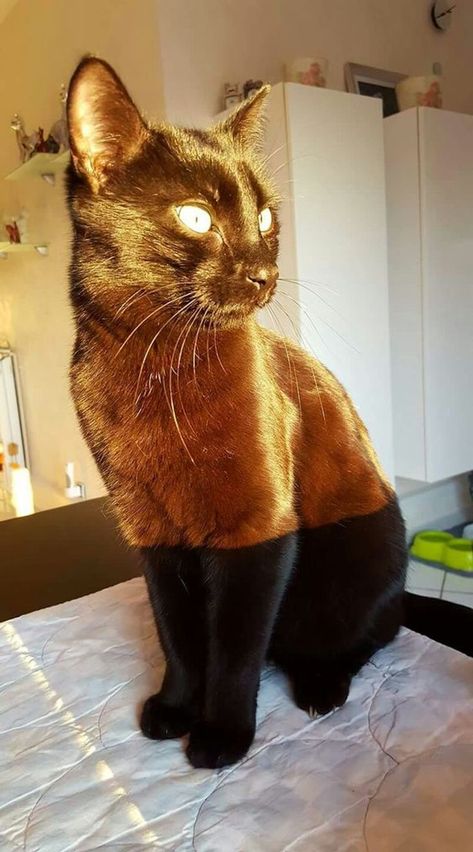 16 Animal Photos Proving That Nature Has a Great Sense of Humor / Bright Side Black Cat In Sunlight, Koci Humor, Rare Cats, Exotic Cats, Animale Rare, Photo Chat, Unique Cats, Cute Cats And Kittens, Cute Kittens