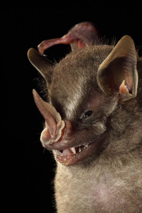 This American leaf-nosed bat, which was found at La Selva Biological Station in Costa Rica, shows off the folded, spearhead muzzle for which it is named. Animal Kingdom, Rare Animals, Leaf Nosed Bat, Bizarre Animals, Bat Houses, Unusual Animals, Weird Animals, Animals Of The World, Beautiful Creatures