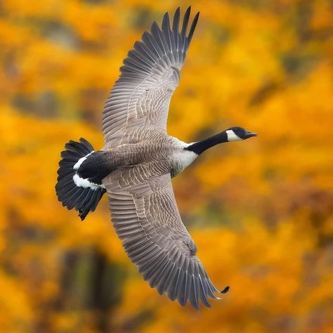 Best Birds Of IG on Instagram: “. ✨FEATURING @coreyhkh ✨Canadian Goose We encourage everyone to visit this talented photographer's gallery to show your support,…” Goose Tattoo, Flying Photography, Get A Clue, Goose Hunting, Wildlife Protection, Canadian Goose, Mickey Y Minnie, Flying Geese, Duck Hunting