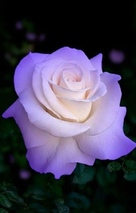 Rose Violette, Rose Flower Pictures, Rose Flower Wallpaper, Belle Rose, Flowers Purple, Hybrid Tea Roses, Unusual Flowers, Most Beautiful Flowers, Beautiful Flowers Wallpapers