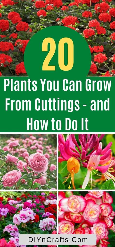 Save money and grow these brilliant plants and flowers from cuttings easily. With instructions and expert tips! Check them out now. Replant, Permaculture, Grow From Cuttings, Growing Cut Flowers, Patio Decorating Ideas, Plant Stand Indoor, New Roots, Plant Cuttings, Free Plants