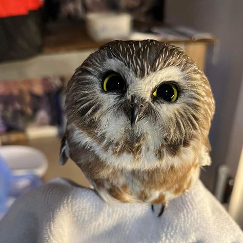 Owl Aesthetic Cute, Northern Saw Whet Owl, Owl Aesthetic, Pet Owl, Owl Animal, Saw Whet Owl, Cute Owls, Cute Small Animals, Cute Animal Memes