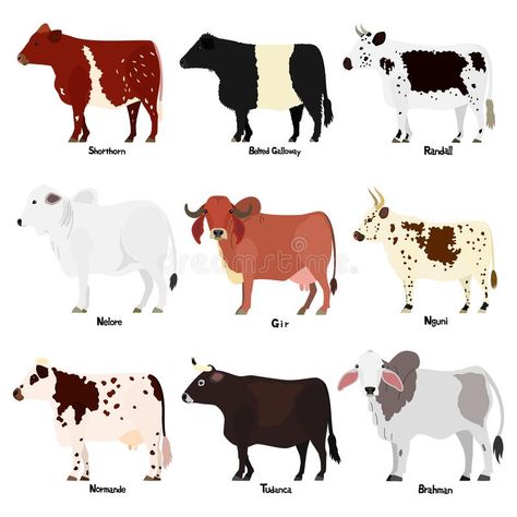 Set of various breeds cow at side view vector illustration Cow Types, Cow Side View, Gado Leiteiro, Back Illustration, Types Of Cows, Breeds Of Cows, Homesteading Animals, Horse Barn Ideas Stables, Animal Crossing Funny