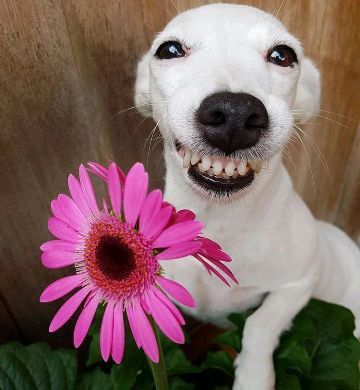 Cute White Dogs, Goofy Dog, Really Cute Puppies, Pitbull Puppy, Really Cute Dogs, Silly Dogs, Smiling Dogs, All Things Cute, White Dogs