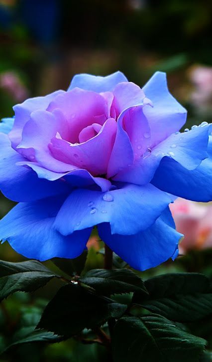 If this is real, this is the most beautiful flower i have ever seen! Exotic Flowers, Seni Dan Kraf, Most Beautiful Flowers, Blue Roses, Beautiful Rose, Flower Beauty, Blue Rose, Beautiful Blooms, Flower Pictures