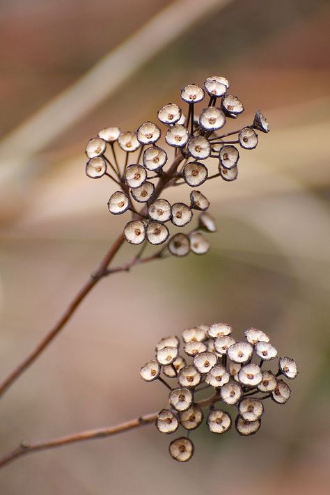 ººº                                                                                                                                                                              Seed Pods are Stunnning not sure what  they are? Planting Seeds, Seed Heads, Wildflower Garden, Wildflower Seeds, Seed Pods, Natural Forms, Patterns In Nature, Plant Life, Flowers Photography