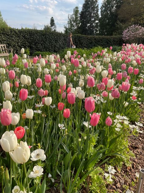 Garden With Tulips, Tulips In A Garden, Aesthetic Botanical Garden, Botanical Gardens Aesthetic, Tulip Garden Aesthetic, Tulips Garden Aesthetic, Pink Tulips Garden, Tulip Flower Aesthetic, Garden Flowers Aesthetic