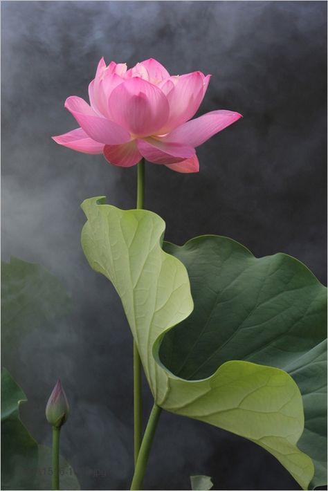 Flower photography by Bahman Farzad, Flickr.  https://flic.kr/p/g1TS6z | pink flower Ford Gt, Lotus Flower Pictures, Personal Reflection, Lotus Painting, Lily Lotus, Lotus Blossom, Pink Lotus, The Lotus, Water Lily