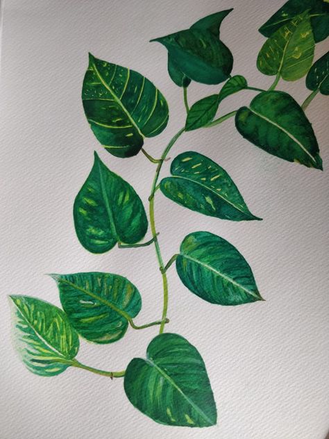 Pothos plant in watercolor, house plants Heart Leaf Philodendron Drawing, Leafy Plant Drawing, Pothos Line Art, Pothos Plant Painting, Pothos Vine Drawing, Vine Plant Drawing, Pathos Plant Drawing, Pothos Leaves Tattoo, Pothos Drawing Simple