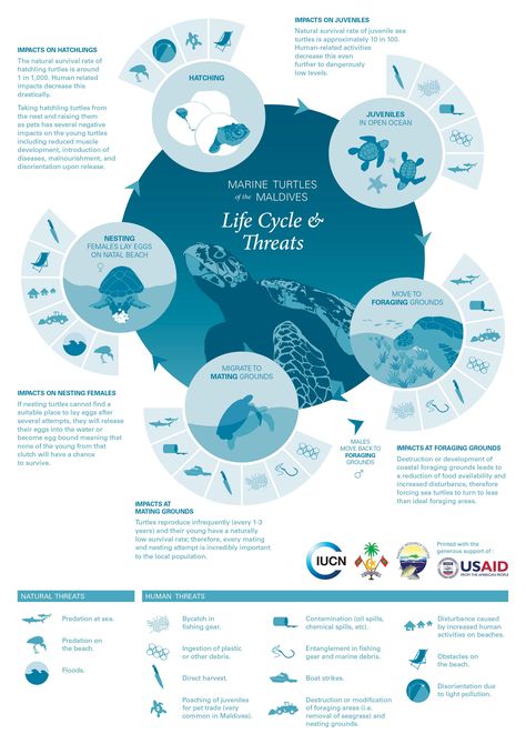 Inphographic Design Ideas, Info Poster Design, Sea Poster Design, Info Graphic Poster, Medical Poster Design, Infographic Circle, Info Graphic Design, Turtle Life Cycle, Scientific Poster Design