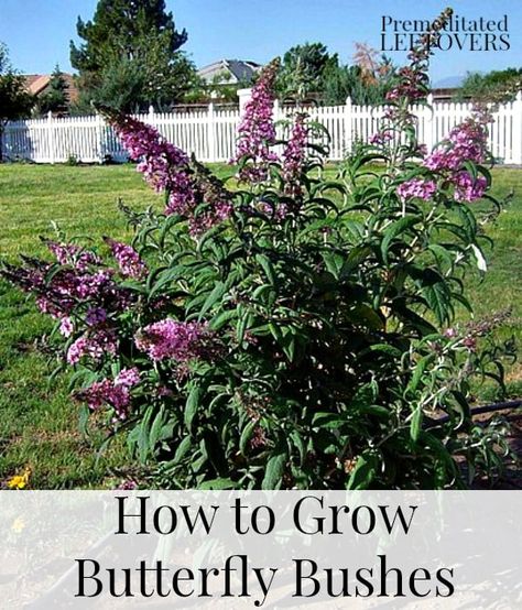 Butterfly Bush Care, Butterfly Bushes, Grow Butterflies, Growing Tomatoes Indoors, Grow Tomatoes, Butterfly Plants, Hummingbird Garden, Butterfly Bush, Garden Shrubs