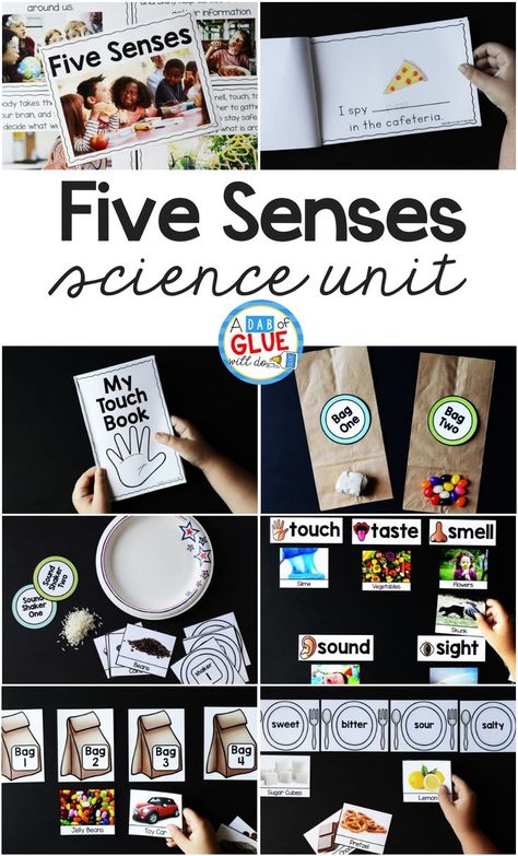 Five Senses Hands On Activities, Five Senses Seeing Activities, 5 Senses Unit Study, 5 Senses Activities For Elementary, Five Senses Preschool Sensory Table, Senses Lesson Plan Preschool, Kindergarten Senses Activities, Prek Units Of Study, Kindergarten Science Unit Studies