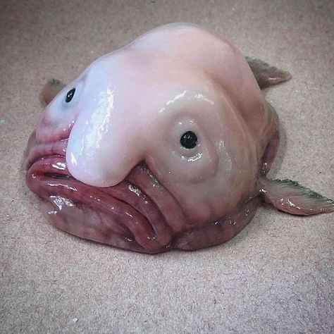 Advance Wildlife Education on Instagram: “Caption this Blobfish 😂 Blobfish are a deep water fish that live off the coast of Australia, somewhere between 2,000 and 4,000 feet…” Fishing, Creatures Of The Deep, Deep Sea, The Deep