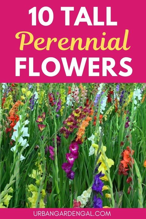 Tall perennials are perfect for the back of garden borders and creating height in your flower garden. Here are 10 spectacular tall perennial flowers to plant in your garden. #perennials #perennialflowers #flowergarden #gardening Tall Border Plants, Tall Perennial Flowers, Perrenial Flowers, Tall Perennials, Annuals Vs Perennials, Colorful Landscaping, Perennials Low Maintenance, Perennial Garden Plans, Flowers To Plant