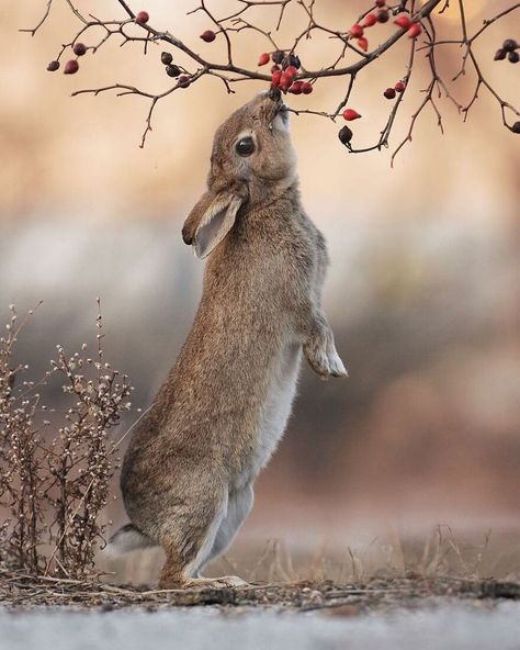 Mar 28, 2021 - Julian Rad is a 29-year-old Austrian award-winning wildlife photographer who captures the most adorable shots of squirrels, rabbits, wood mice, hamsters and other small animals in their natural habitat. Photo Animaliere, Wild Rabbit, Rabbit Art, Sweet Animals, Nature Animals, Animal Photo, 귀여운 동물, Animals Friends, Beautiful Creatures