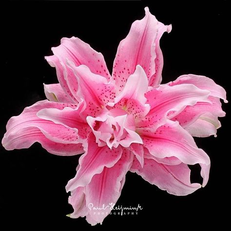 “Isabella” Rose Lily from Moermanlil Nature, Rose Lillies, Rose Lilies, Quinceanera Stuff, Art Coursework, Types Of Lilies, Isabella Rose, Pink Lilly, Amaryllis Flowers
