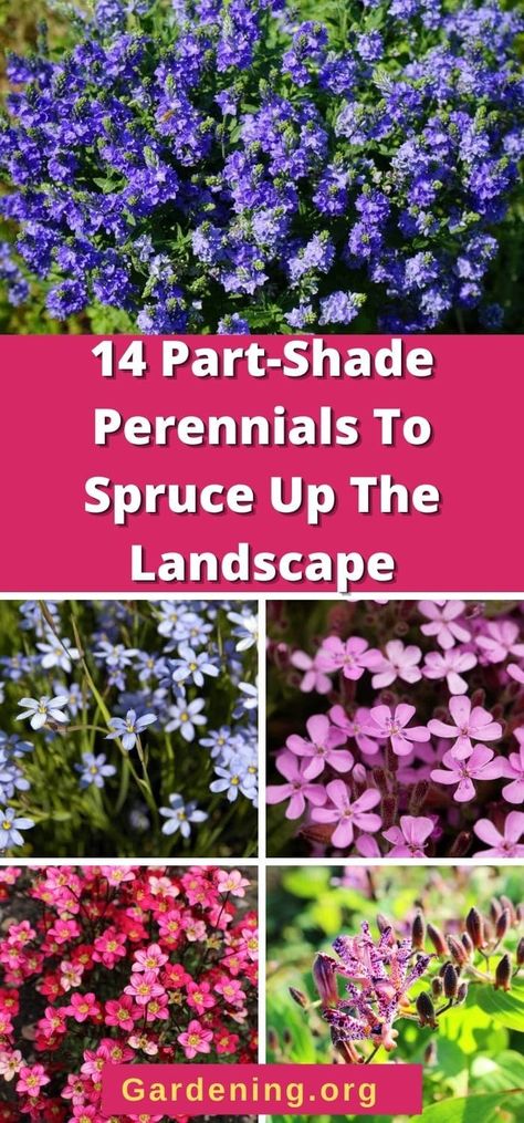 Landscaping Ideas Along Fence, Fence Backyard Landscaping, Partial Shade Perennials, Roses Trellis, Part Sun Perennials, Perrenial Flowers, Partial Sun Perennials, Shade Perennial Garden, Shade Flowers Perennial