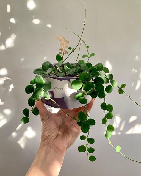 25 Indoor Plants with Round Leaves | Indoor Garden Web Climbing Plants Indoor, Dollar Plant, Hoya Obovata, Chinese Money Plant, Trailing Plants, Rubber Tree, Unique Plants, Climbing Plants, Plant Shelves