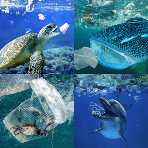 UN declares ocean emergency About 8 million tons of plastic enters the ocean every year. This amount is enough to kill over a million seabirds and at least 100,000 marine mammals. If drastic measures are not taken, within 30 years the volume of microplastics in the ocean will reach a billion tons, which will exceed the total weight of the fish living in the ocean.