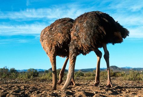 Ostriches doing what they do, burying their heads in the sand--has become a metaphor for being in denial... Brutal Truth, Workplace Communication, Lala Land, White Knight, Head In The Sand, Animal Facts, Weird Facts, The Sand, Happy Life