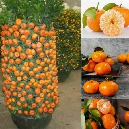 10 Dwarf Orange Seeds to Grow Bonsai Trees. Citrus Seeds are easy to grow. UNIQUE PLANTS: Turn heads with this fast grower. Tasty Edible Fruit. Bonsai Orange Tree, Mini Bonsai, Home Garden Plants, Fruit Seeds, Tree Seeds, Growing Fruit, Bonsai Garden, Fruit Plants, Orange Tree