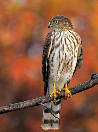 Sharp shinned hawk   © John Rowe, Ossipee, New Hampshire, October 2010, http://www.flickr.com/photos/john_rowe/5118199494/ Hawk Photos, Florida Birds, Sharp Shinned Hawk, Raptors Bird, Hawk Bird, American Kestrel, Peregrine Falcon, Kinds Of Birds, Wildlife Photos