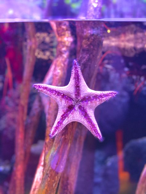 Purple Sea Animals, Purple Sea Creatures, Underwater Aesthetic, Purple Starfish, Aquarium Aesthetic, Purple Widget, Purple Sea, Peach Wallpaper, Purple Animals