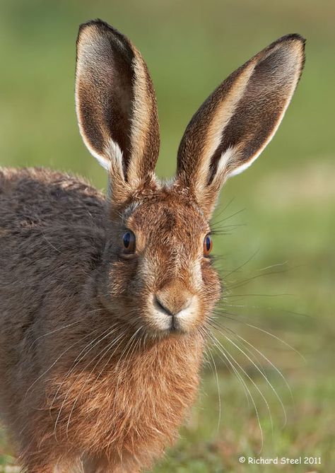 Wildlife Photographic Journals Nature, Animal Aesthetic, Wallpapers Beautiful, Nature Aesthetics, Wild Rabbit, Wallpaper Animal, Animal Nails, Jack Rabbit, Beautiful Aesthetic