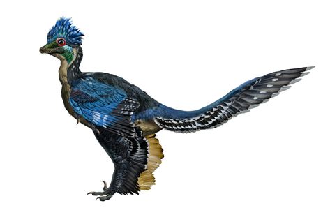 Beautiful blue feathers imagined on the Xiaotingia zhengi. Feathered Raptor, Dinosaur History, Feathered Dinosaurs, Museum Exhibit, Prehistoric Wildlife, American Museum Of Natural History, Modern Birds, Dinosaur Crafts, Ancient Animals