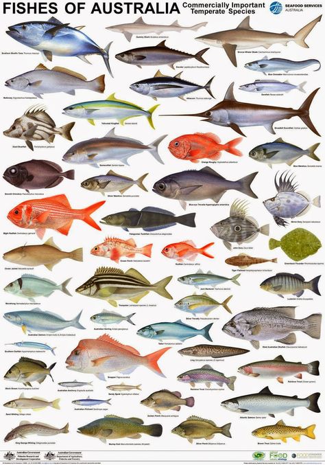 Australian Seafood Industry Products to Take Centre Stage Australian Fish, Fish Chart, Fish Under The Sea, Fish Poster, Fishing Australia, Fauna Marina, Salt Water Fish, Fish Illustration, Water Animals