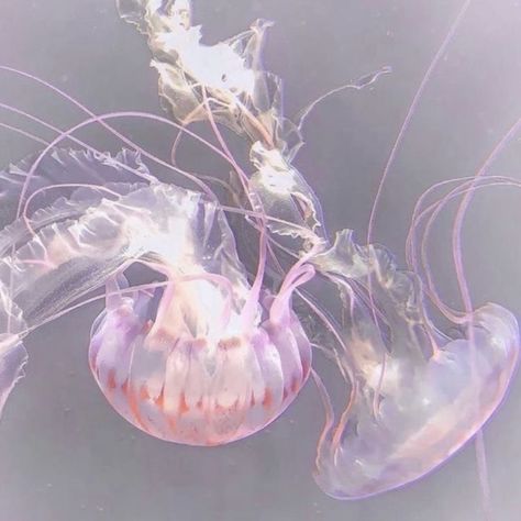 Jellyfish Icon Aesthetic, Japanese Jellyfish, Pretty Jellyfish, Mermaid Icon, Jellyfish Pink, Aesthetic Jellyfish, Jellyfish Aesthetic, Cute Coquette, Sea Jellies