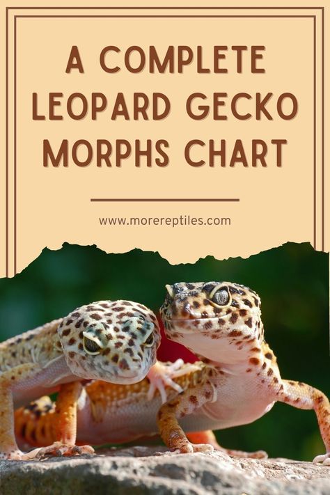 Use our leopard gecko morphs chart to choose the perfect pet for you! Visit our website for more information. #LeopardGeckoMorphsChart #ReptileLovers #PetCare Leopard Gecko Morphs Chart, Leopard Gecko Hide, Gecko Morphs, Leopard Gecko Care, Leopard Gecko Morphs, Reptile Pets, Reptile Care, Leopard Geckos, Terrarium Ideas
