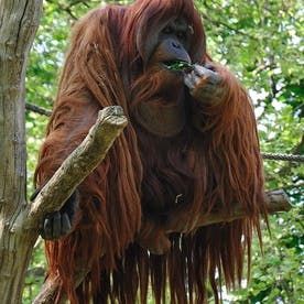 The Top 15 Most Beautiful Extinct Animals | Owlcation Male Orangutan, Gorilla Gorilla, Orang Utan, Great Ape, Extinct Animals, Endangered Animals, Animal Species, Primates, Animals Of The World