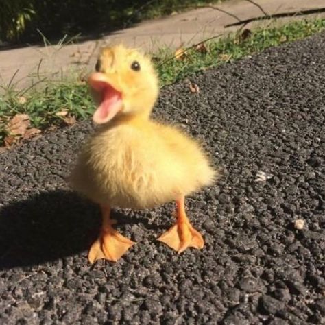 DUCKS OF THE WEB 🦆 on Instagram: “Me when i see food... tag a duck lover 🦆 - ( Credits to owner , message if you know) - - #duck #ducks #petduck #petducks #ducksofinstagram…”