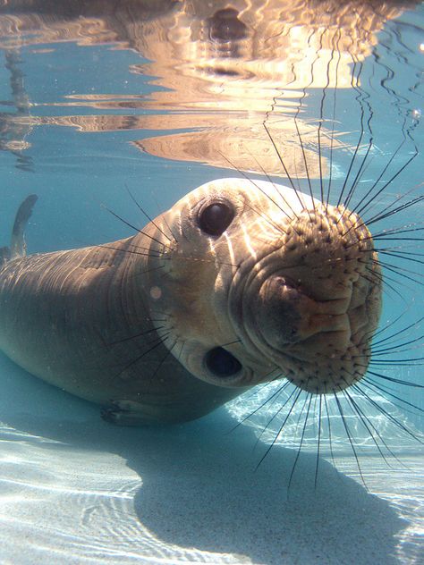 Ocean Life Photography, Ocean Home, Elephant Seal, Life Under The Sea, Seal Pup, Tropical Animals, Beautiful Sea Creatures, Aquatic Animals, Marine Mammals
