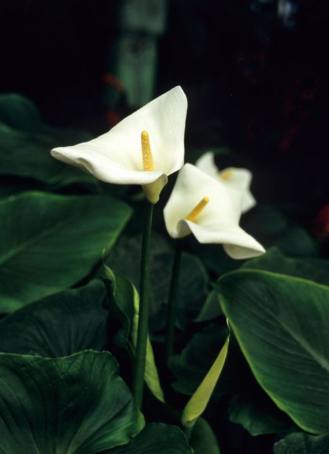 The peace lily is an ornamental plant generally sold for the home interior. Often, a peace lily won’t flower no matter how you care for it. This can be frustrating but there is a very good reason for this condition. Learn how to get peace lilies to bloom here. Nature, Peace Lily Flower, Peace Lily Care, Peace Lillies, Lily Plant, Peace Lily Plant, Tanaman Pot, Beach Inspired Decor, Lily Plants