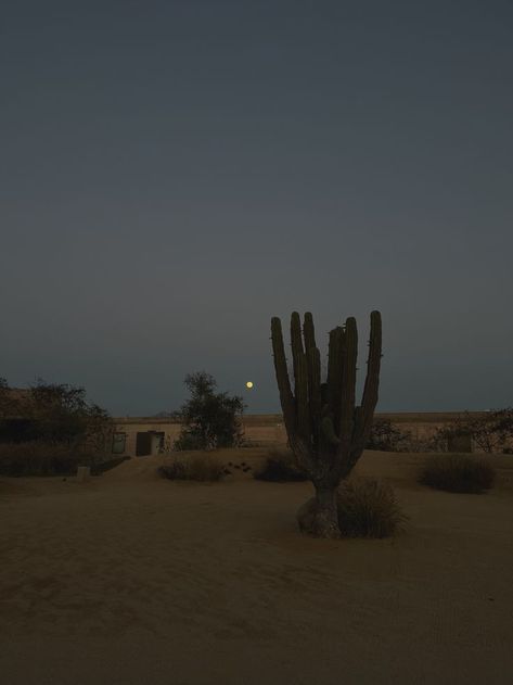 photo at dusk in the desert in baja california, mexico. Nature, Mexico, Summer Nights Mid July, Mexico Nature, Yuma Arizona, Desert Aesthetic, Desert Dreamer, Desert Road, Mid July