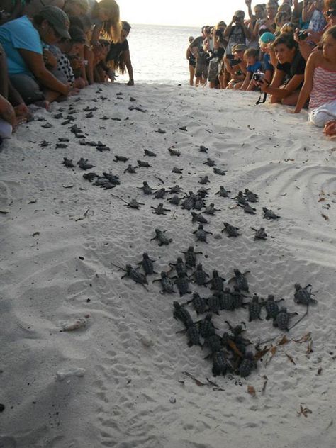 Human Wall Helps Baby Turtles Reach the Sea | Bored Panda Humanity Restored, Baby Sea Turtles, Sweet Pictures, Daytona Beach Florida, Turtle Love, Faith In Humanity Restored, Baby Turtles, Baby Protection