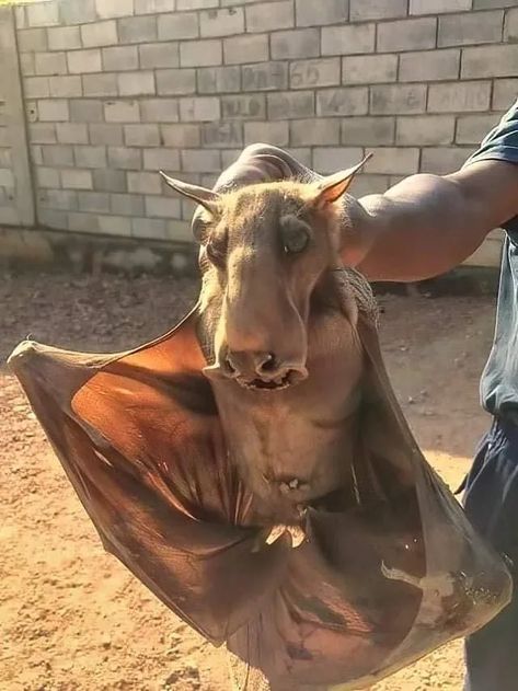 17 Wild Images Of Nature Being Very Unsettling And Totally Not Scary At All, Nope Rare Animals, Hammerhead Bat, Creepy Animals, Scary Animals, Animals Amazing, Unusual Animals, Cute Animals Images, Australian Animals, Weird Creatures