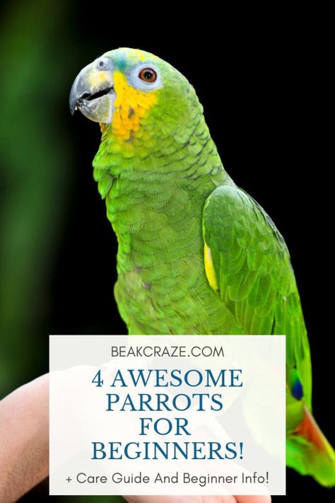 Eclectus Parrot Care, Best Pet Birds For Beginners, Best Parrots For Pets, Pet Birds For Beginners, Best Birds For Pets, Indian Parrot, Domestic Birds, Parakeet Care, Parrot Care