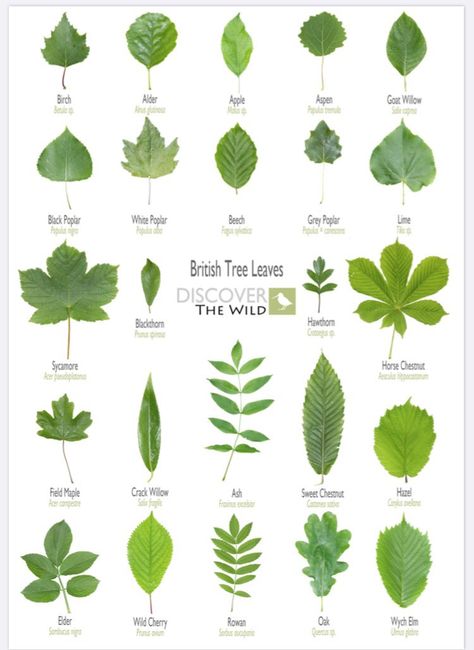Claudia de Yong on Twitter: "Great charts for tree recognition-especially for those of us whose memory is somewhat lacking at times 🤦‍♀️ @GdnMediaGuild #trees #charts #leaf #buds #horticulture #tree #grow #leaves #gardening #garden… https://t.co/WOyIx2gJiG" Tree Types Chart, Leaf Identification Chart, Plant Leaf Identification, Tree Leaf Identification, Different Types Of Leaves, Leaf Types, Identifying Trees, Types Of Leaves, Tree Types