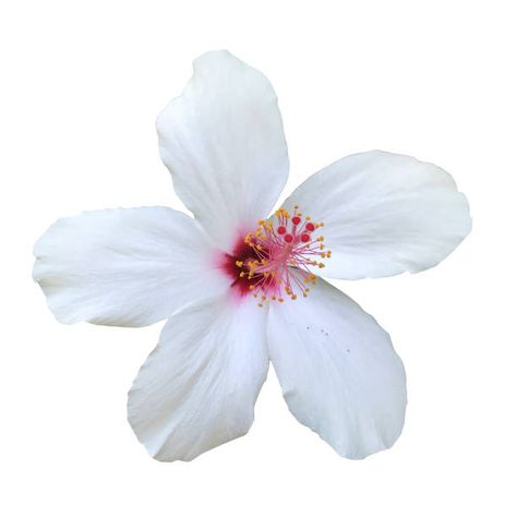 Hibiscus Flower White Background, Habisquis Flower, Widgets Pictures, Flower With White Background, Fleurs Aesthetic, Flowers Pfp, Flowers With White Background, Icons White Background, White Background Flower