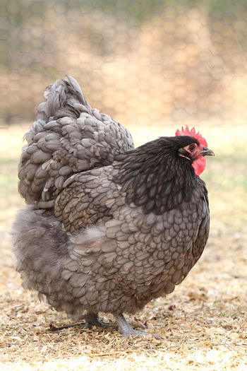 BLUE ORPINGTON These are big, friendly dual-purpose birds.They're friendly and cold-hardy due to their fluffy plumage. Light brown eggs. Blue Orpington Chickens, Orpington Chicken Colors, Laced Orpington, Pretty Chickens, Orpington Chickens, Chicken Animal, Fancy Chickens, Chicken Bird, Beautiful Chickens