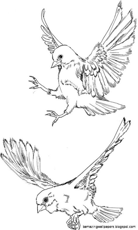 Flying Bird Drawing | Free Download Clip Art | Free Clip Art | on ... Flying Finch Tattoo, Flying Bird Sketch, Bird Flying Drawing, Flying Drawing, Flying Bird Drawing, Drawing Amazing, Fly Drawing, Amazing Wallpapers, Clip Art Free