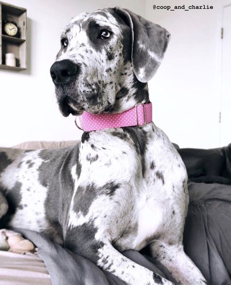 Harlequin Great Dane Iguanas, Grey Great Dane Puppy, Blue Harlequin Great Dane, Great Dane Blue Harlequin, Harlequin Great Dane Puppy, Great Dane Harlequin, Grey Great Dane, Brindle Great Dane, Cute Great Dane