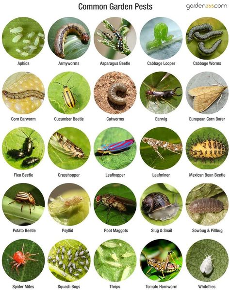 Garden Pests Identification, Pest Control Plants, Tomato Hornworm, Flea Beetles, Organic Gardening Pest Control, Cabbage Worms, Tattoo Plant, Cucumber Beetles, Natural Pest Control