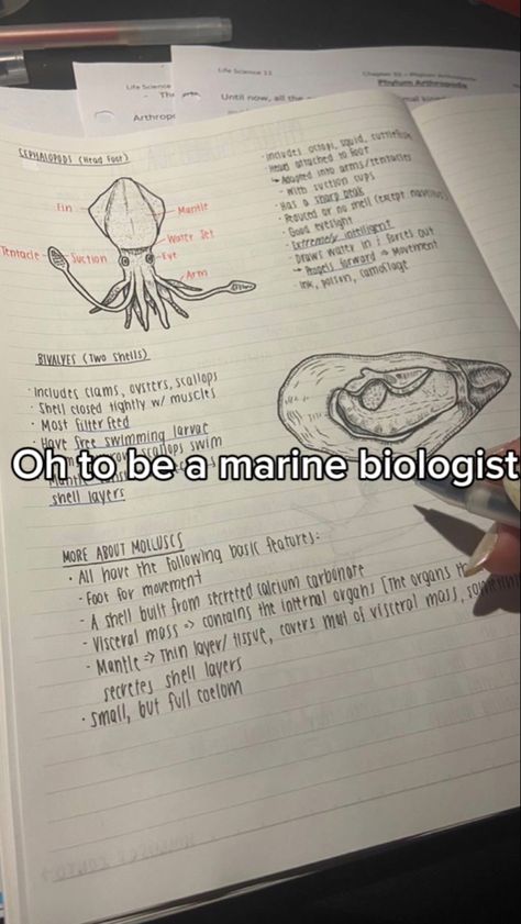 Marine Biologist Aesthetic Pictures, Marine Biology Laptop Wallpaper, Marine Biology Motivation, How To Become A Marine Biologist, Marine Biology Gifts, Marine Biologist Bedroom, Oceanography Marine Biology Aesthetic, Marine Drawing Ocean, Day In The Life Of A Marine Biologist