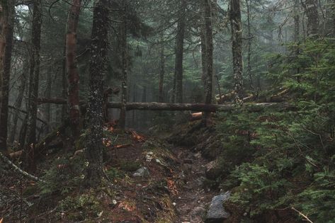 by Alex Iby Bonito, Nature, Tumblr, Wilderness Aesthetic, Dark Forest Aesthetic, Celestial Sphere, Aesthetic Dark, Environment Concept, Perfect World